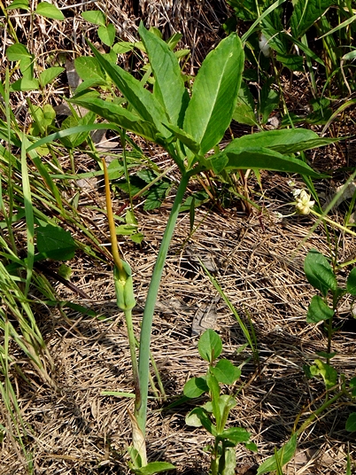 {Arisaema dracontium}